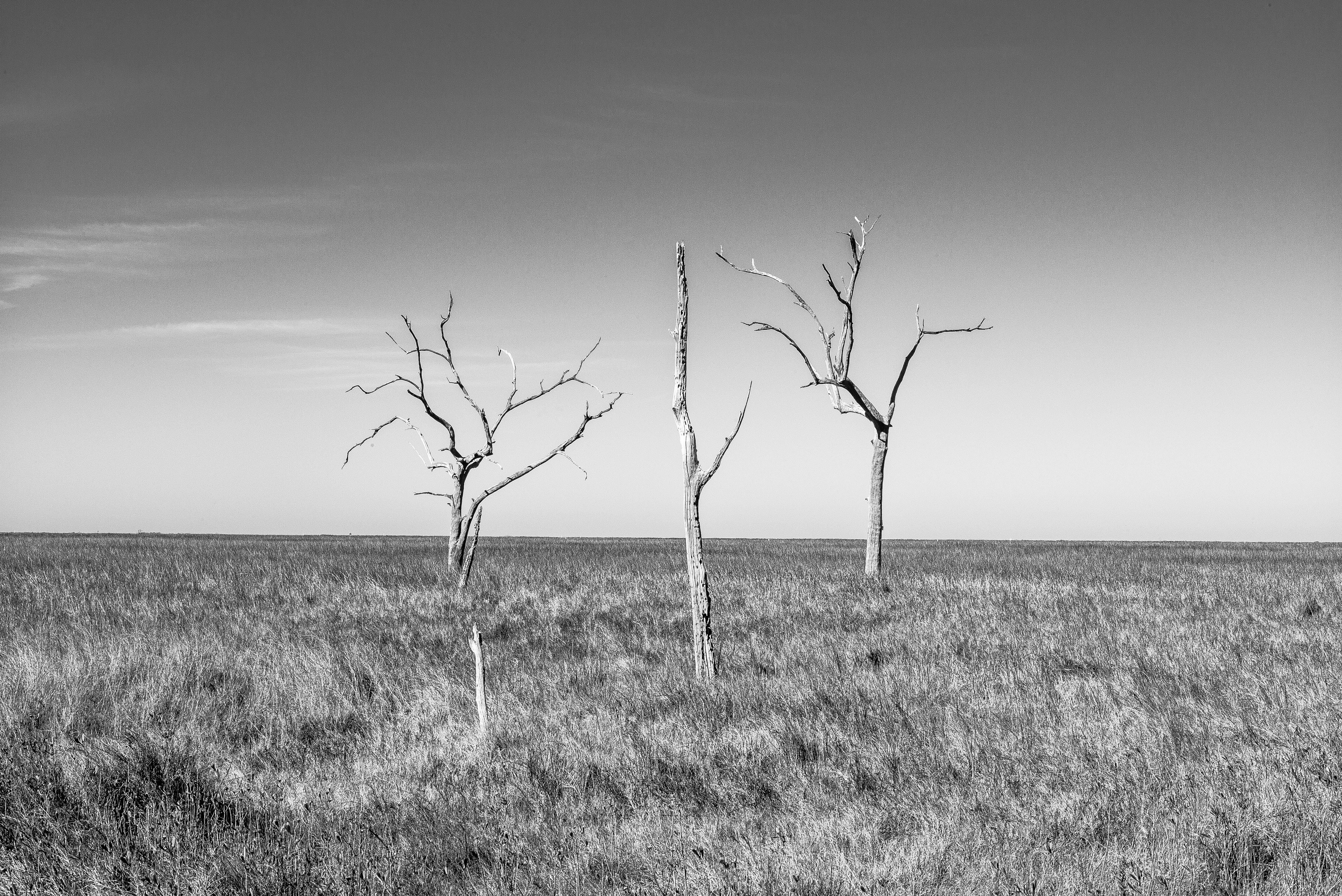 Near Golden Meadow, LouisianaLeica M, Leica Noctilux-M 1:0.95/50mm ASPH, ISO 200, f/16, 1/250