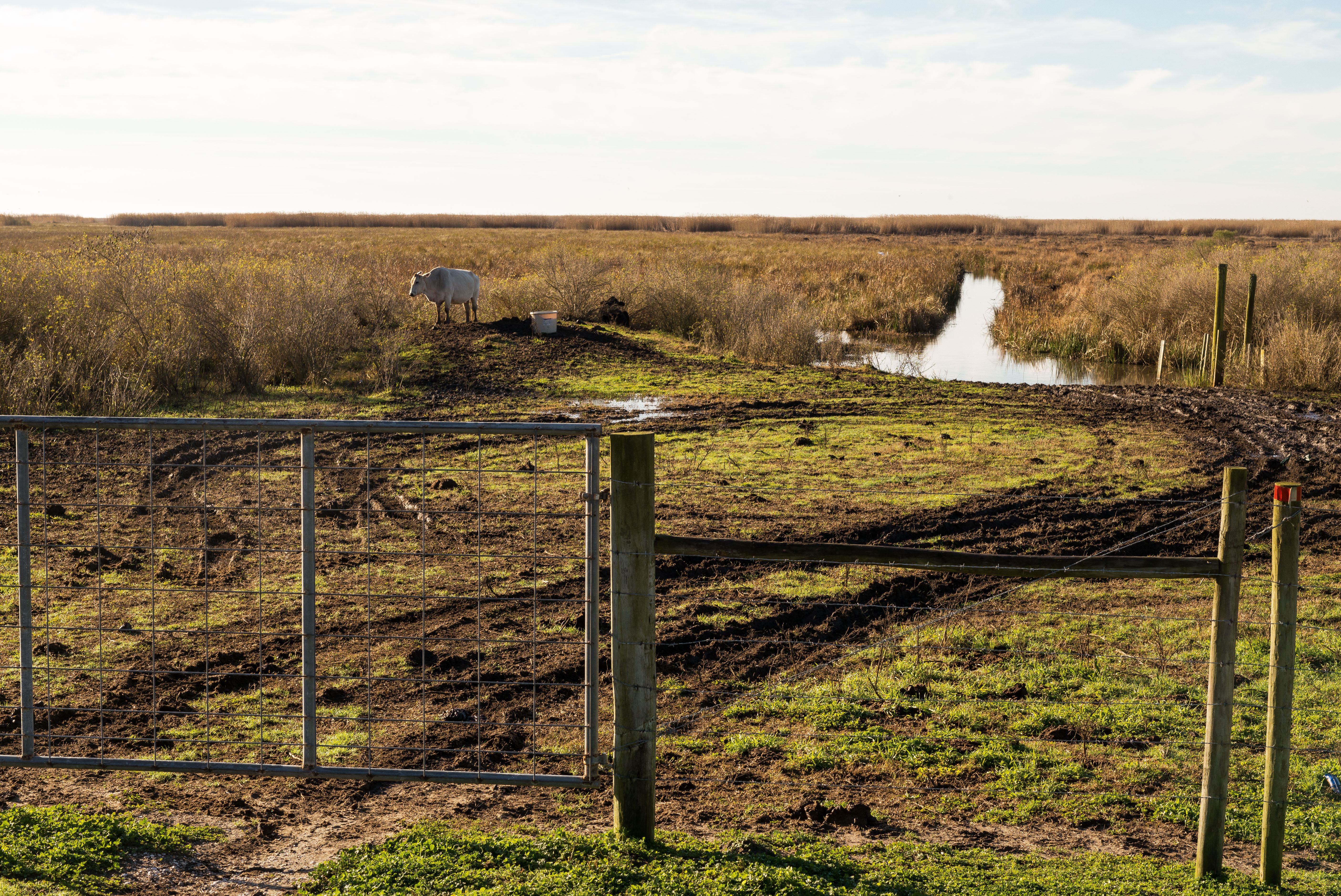 Marsh CowLeica M, Leica Noctilux-M 1:0.95/50mm ASPH, ISO 200, f/11, 1/180 sec