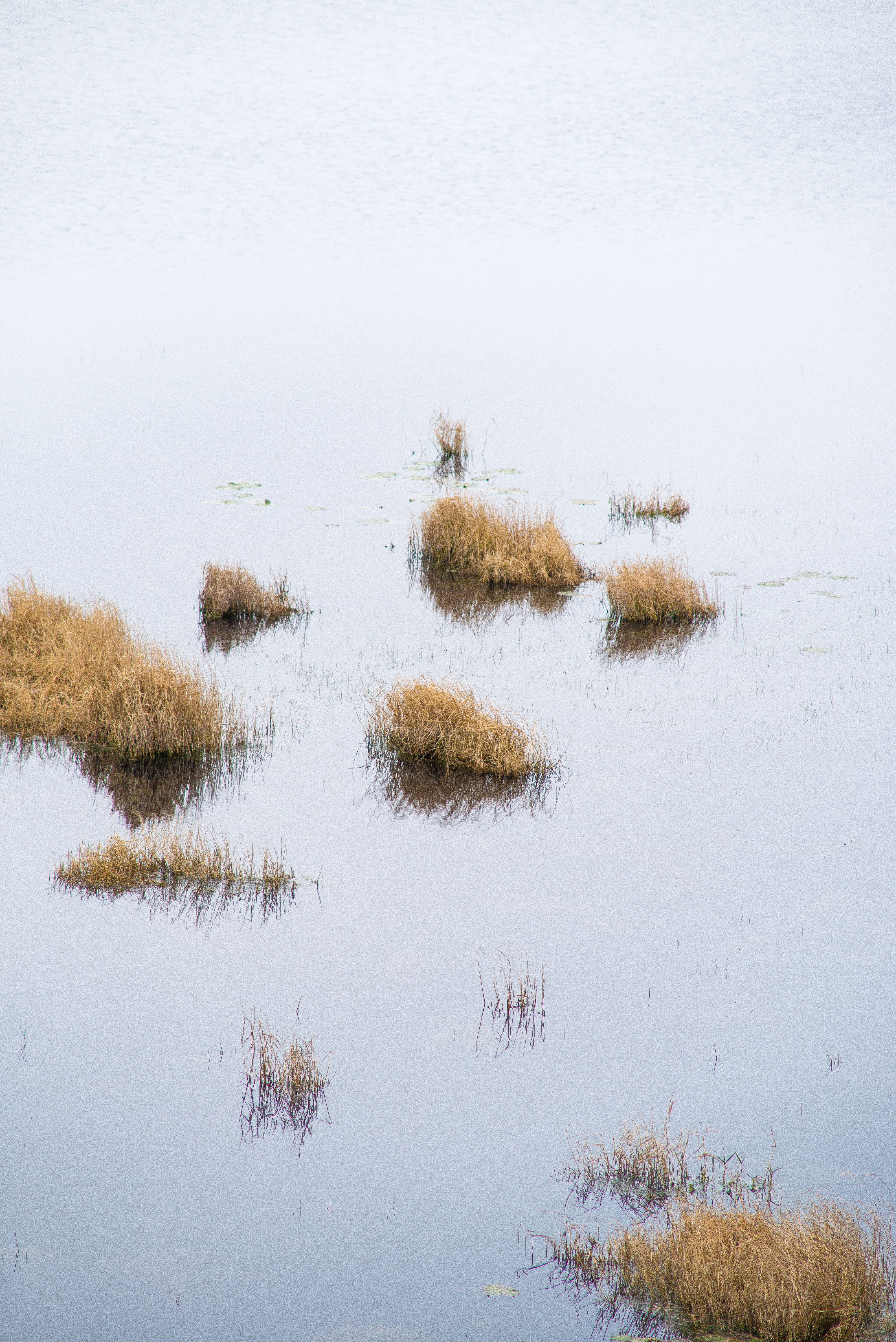 Tuffs, Seagrove lakeLeica M, Canon FD F4.5 400mm, ISO 640, f/8, 1/500 sec.