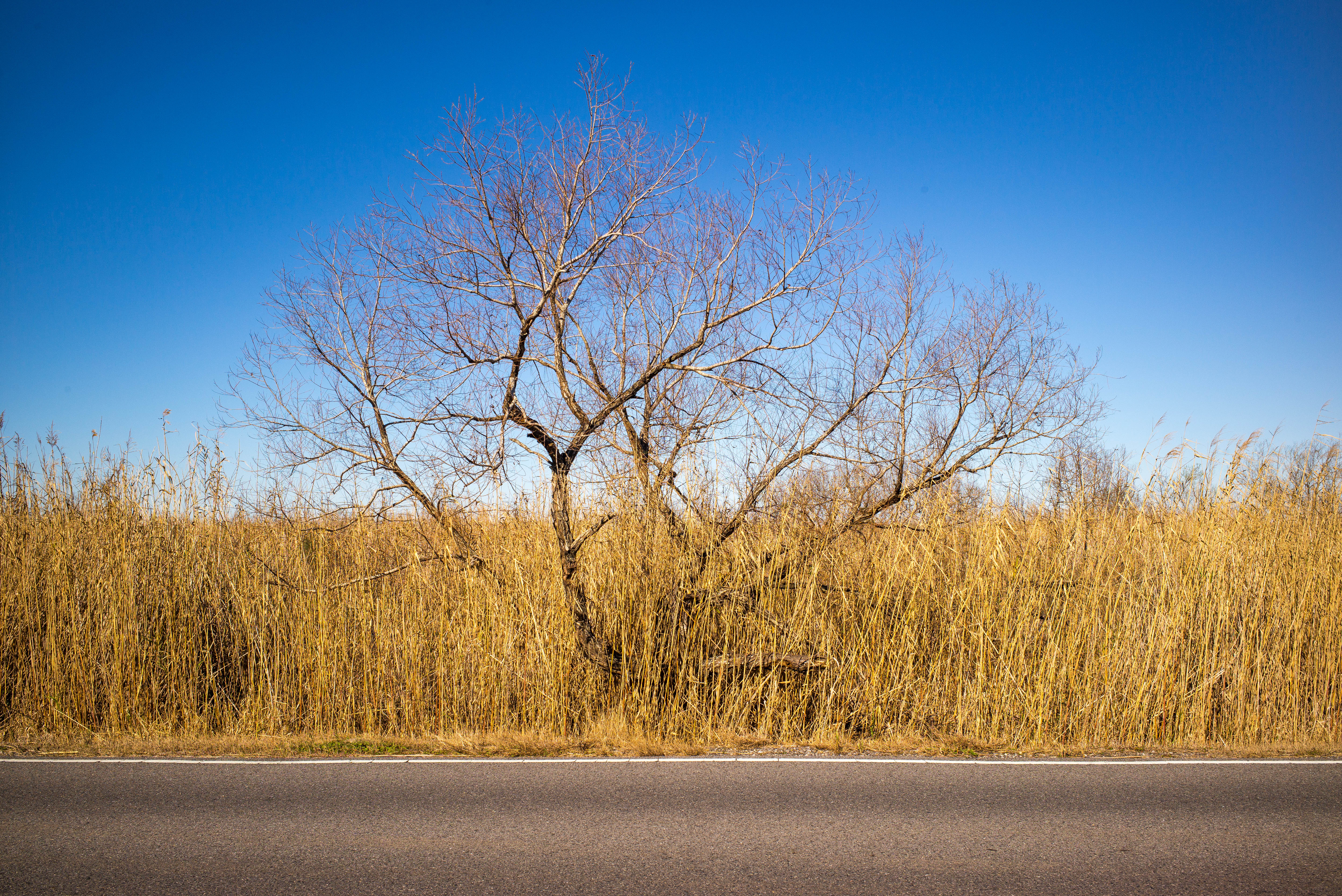 Road, Grass, Tree, SkyLeica M, Leica Elmarit-M 1:2.8 28mm ASPH, ISO 200, f/8, 1/750