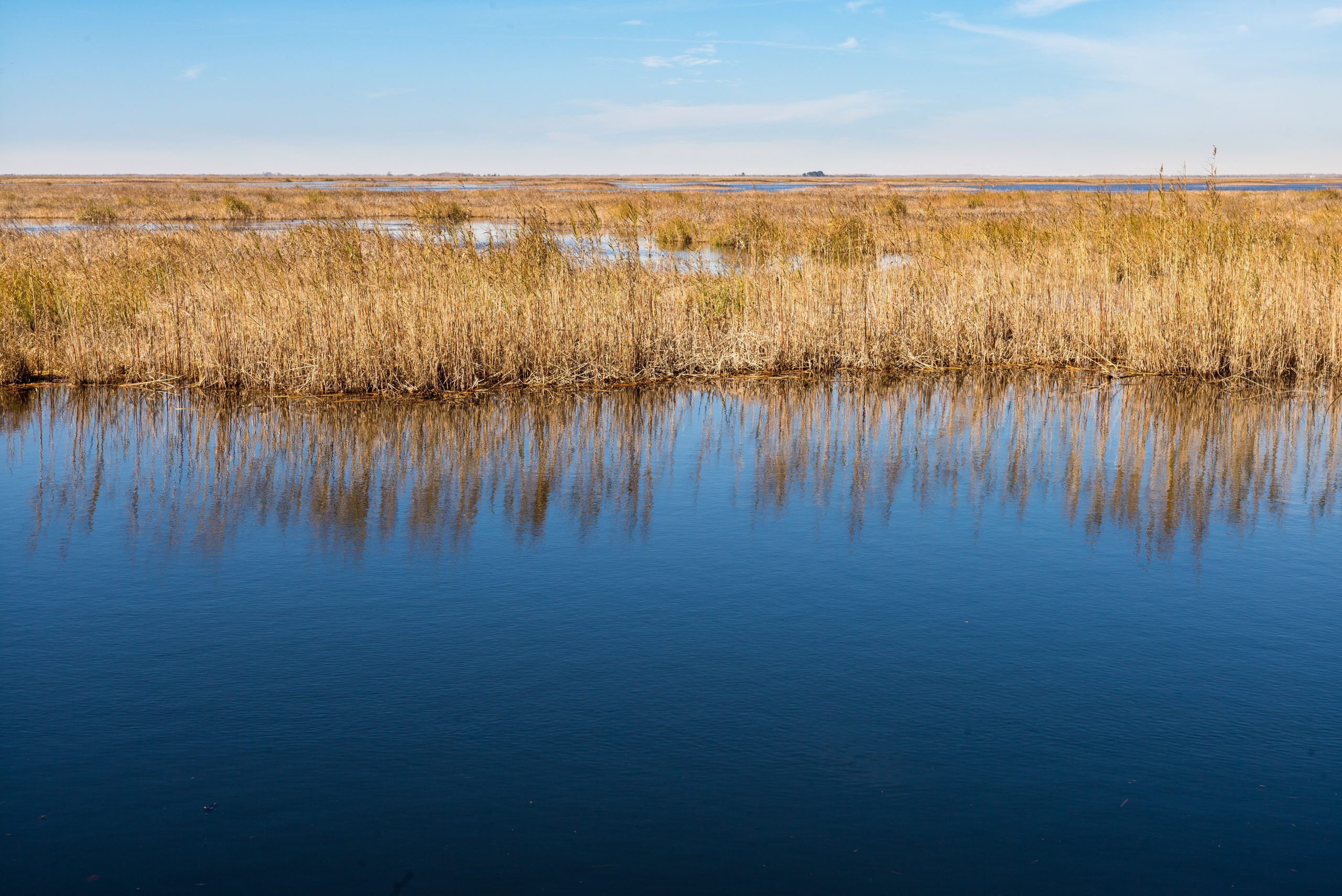 The Marsh