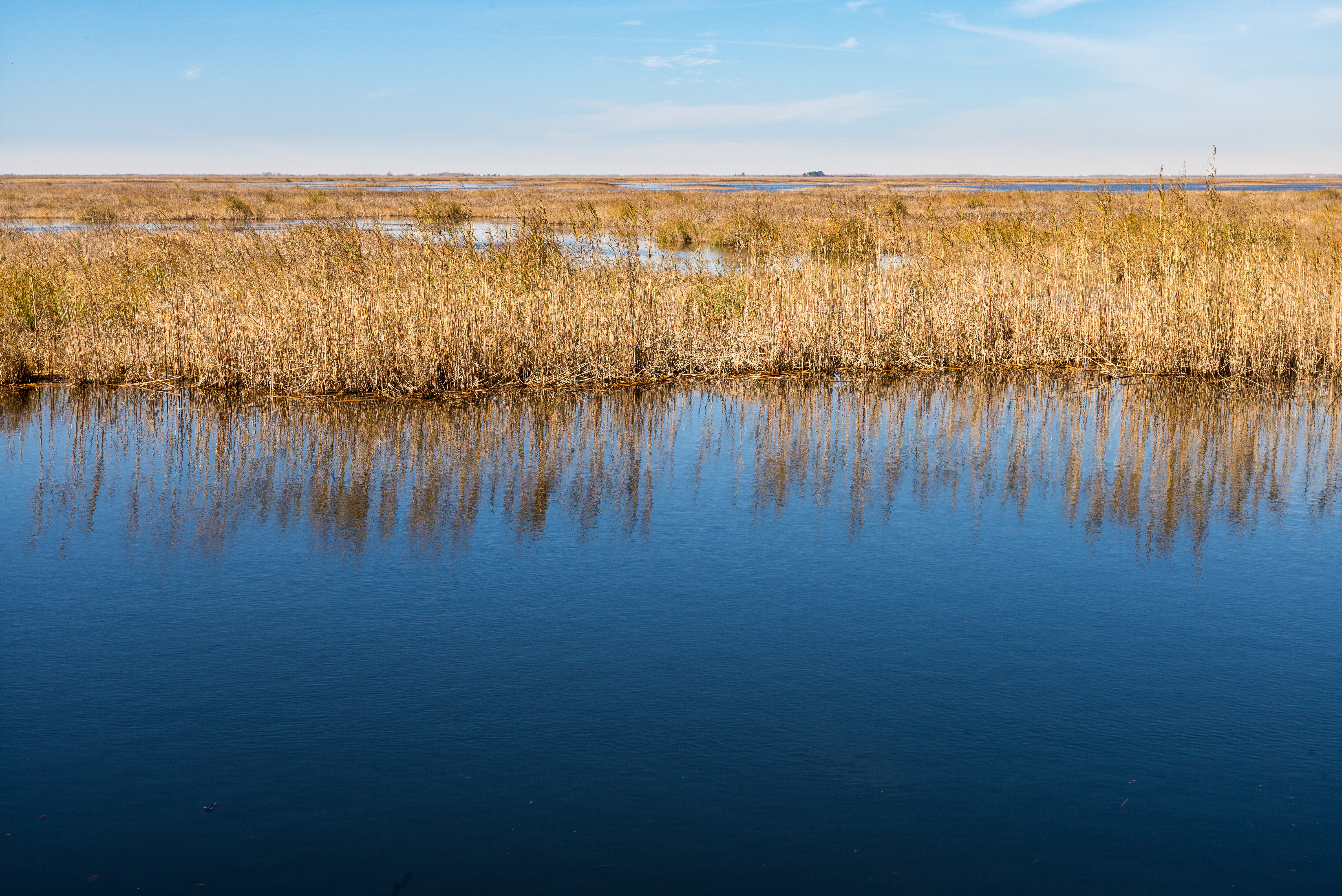 Marsh, LouisianaLeica M, Leica Noctilux-M 1:0.95/50mm ASPH, ISO 200, f/8.0, 1/350 sec