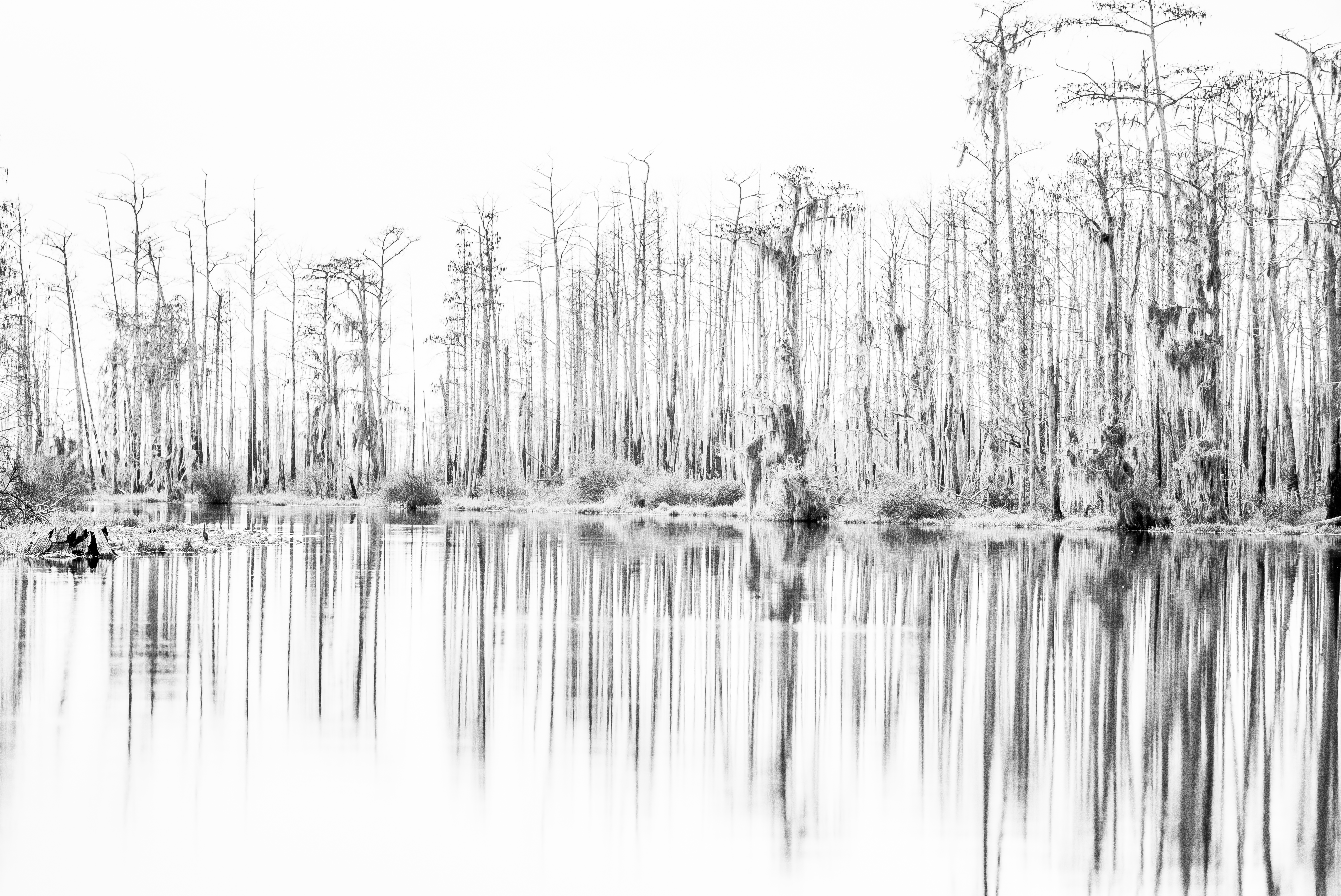 Suwannee River, OkefenokeeLeica M, Canon FD 200mm F2.8, ISO 250, f/4.8, 1/1000 sec