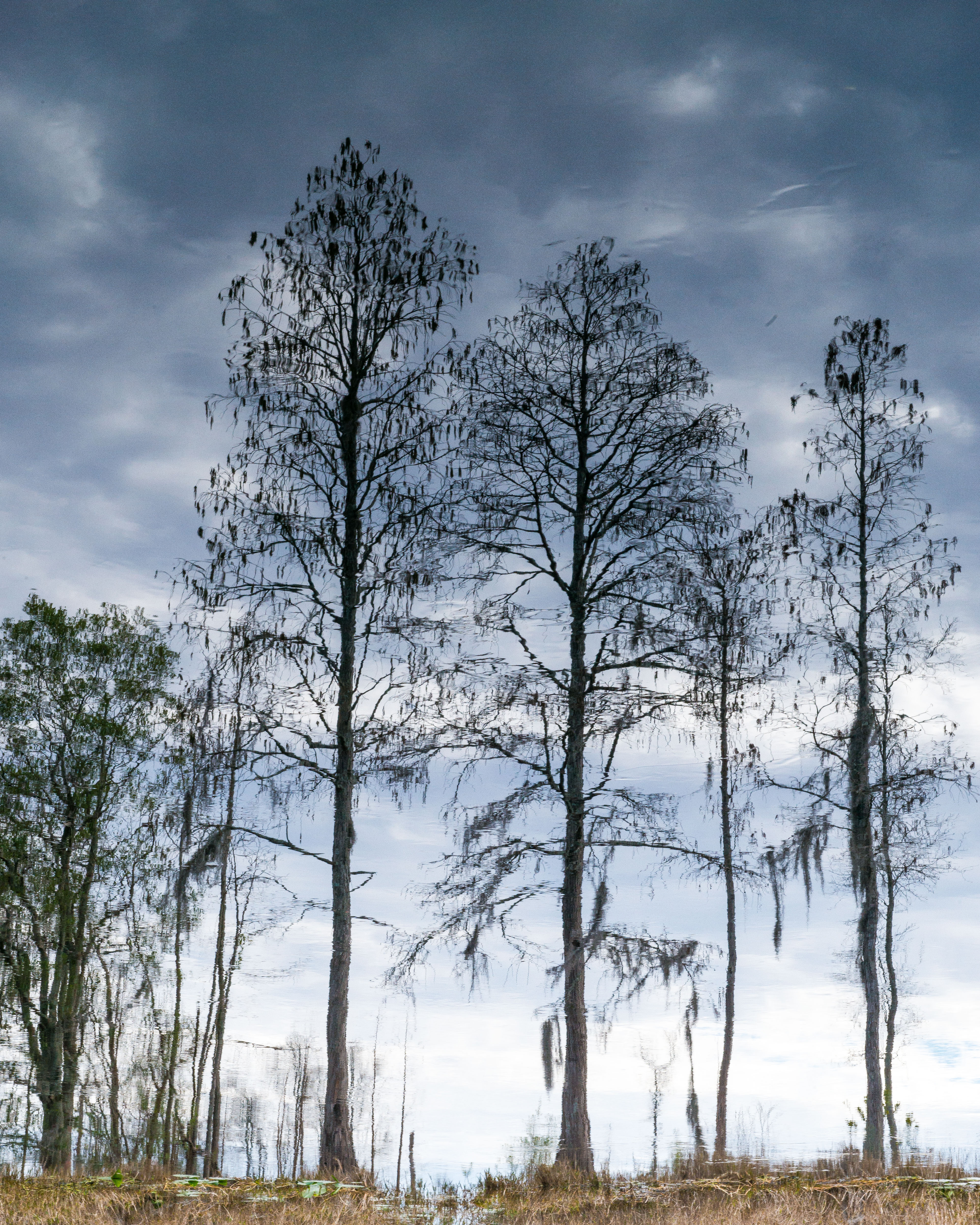 Suwannee River, OkefenokeeLeica M, Leica Noctilux-M 1:0.95/50 ASPH, ISO 800, f/16, 1/180 sec