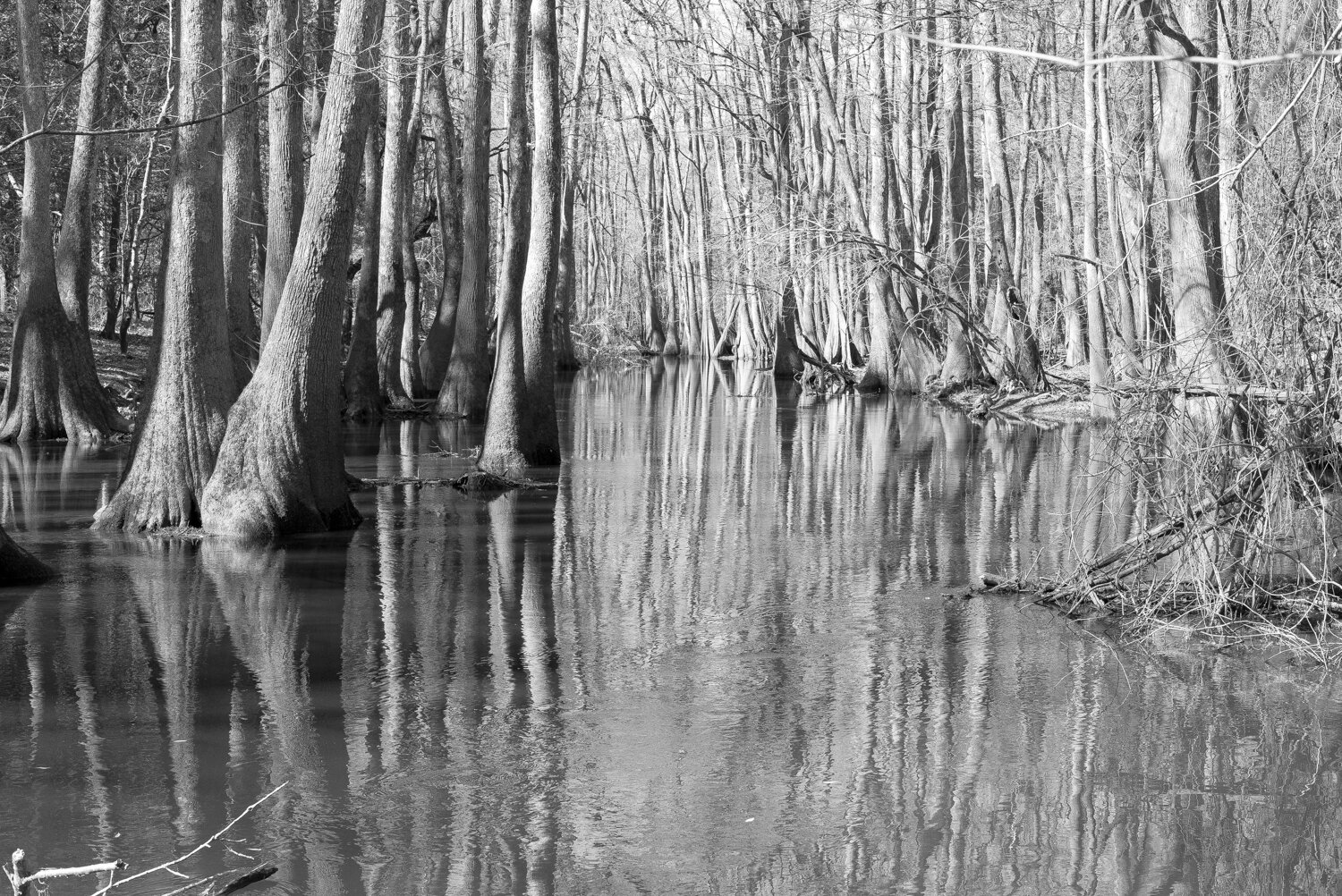 Cypress Trees on Cedar Creek, CongareeLeica M, Leica Noctilux-M 1:0.95/50 ASPH, ISO 1000, f/11, 1/180 sec