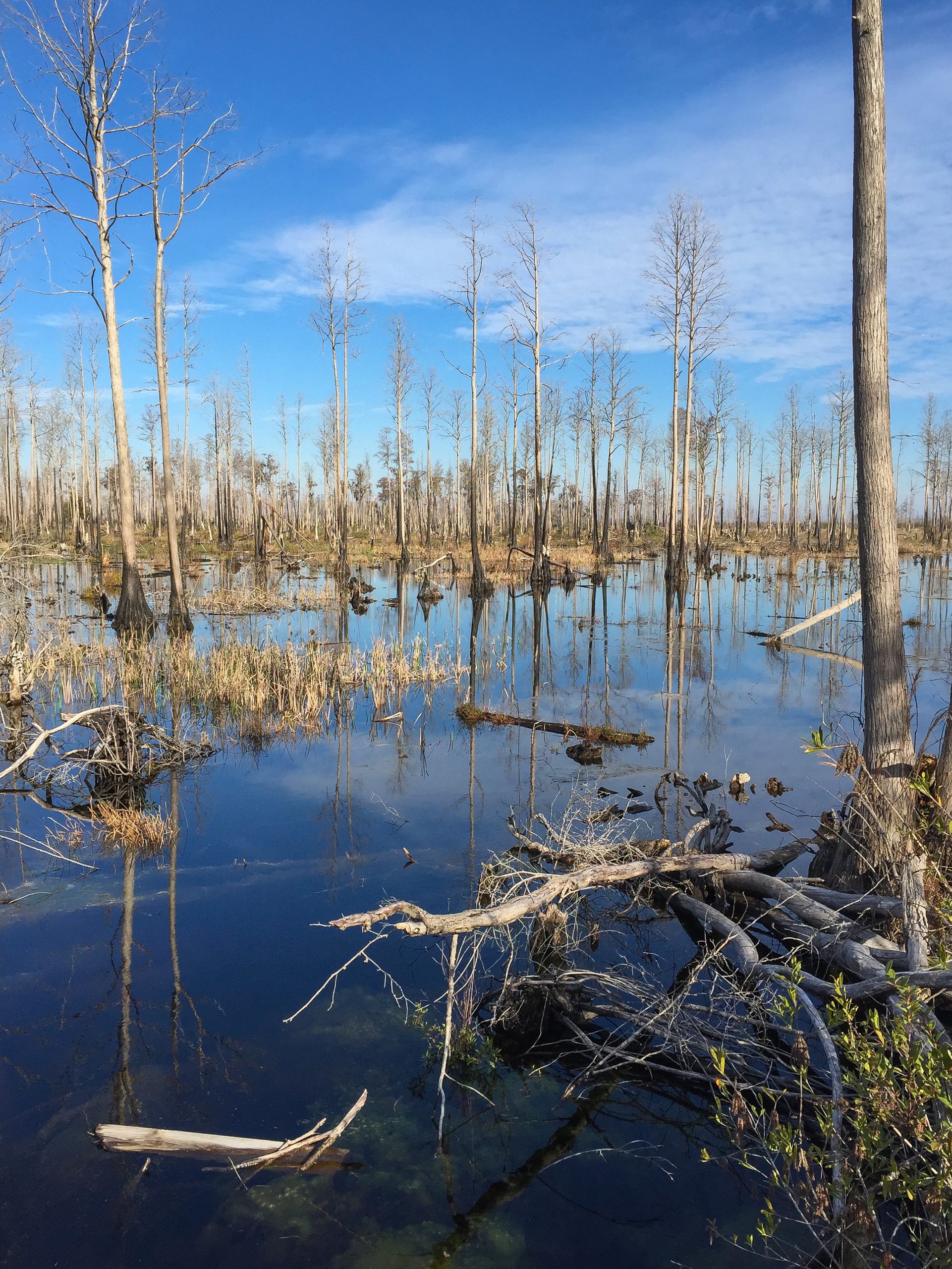 Okefenokee