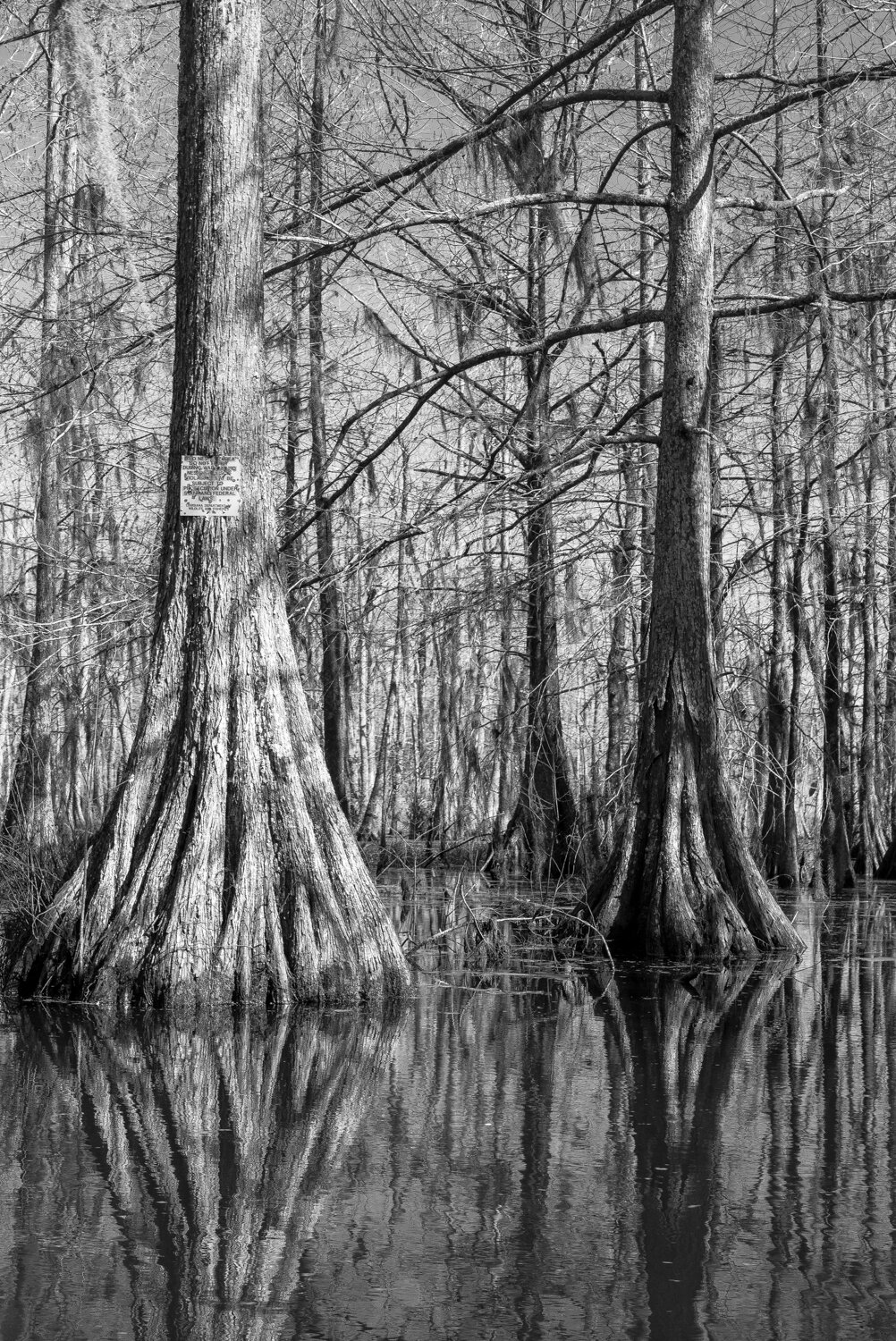 Cypress Trees