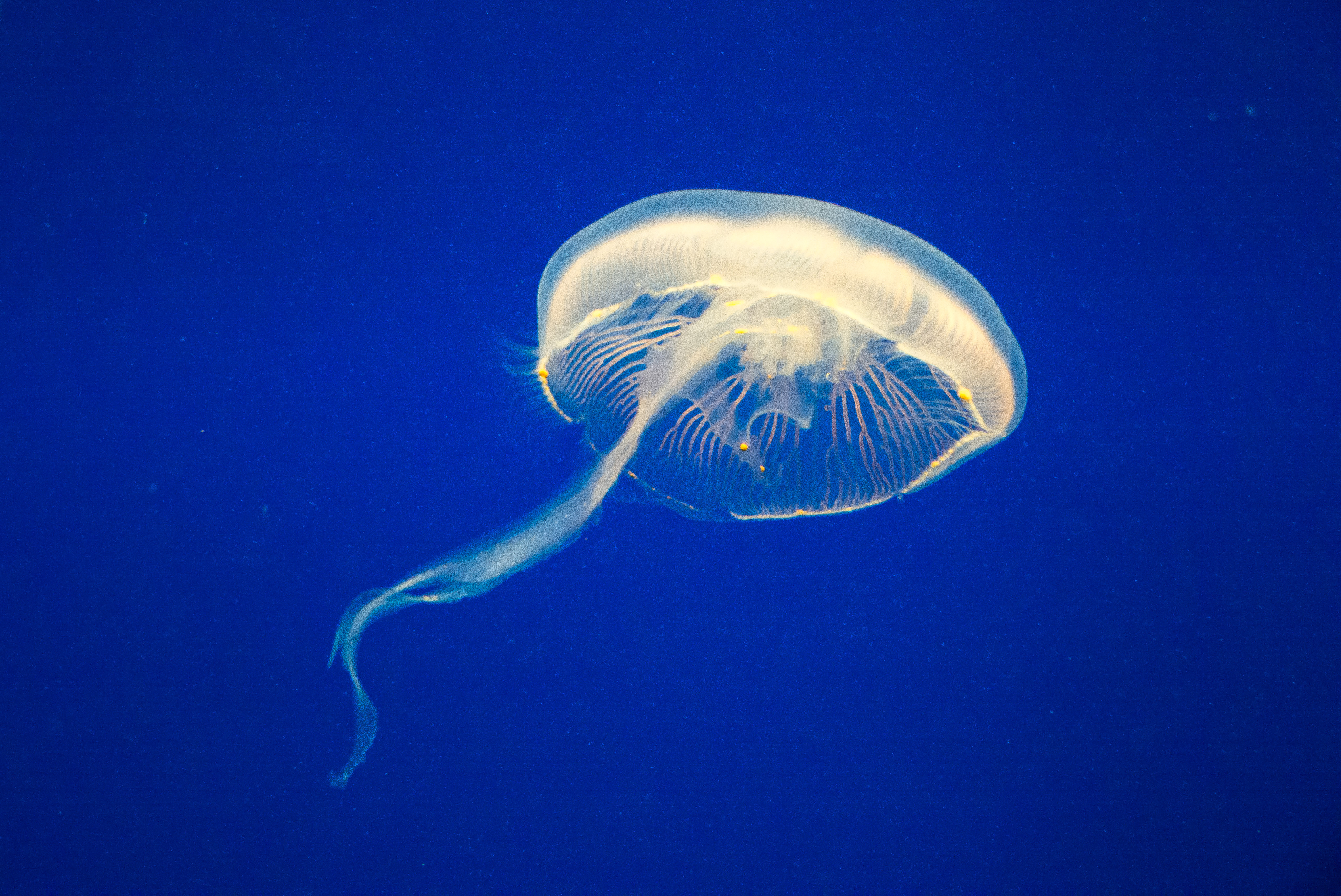 JellyfishLeica M, Leica Elmarit-M 1:2.8/90, ISO 1600, f/2.8, 1/125 sec