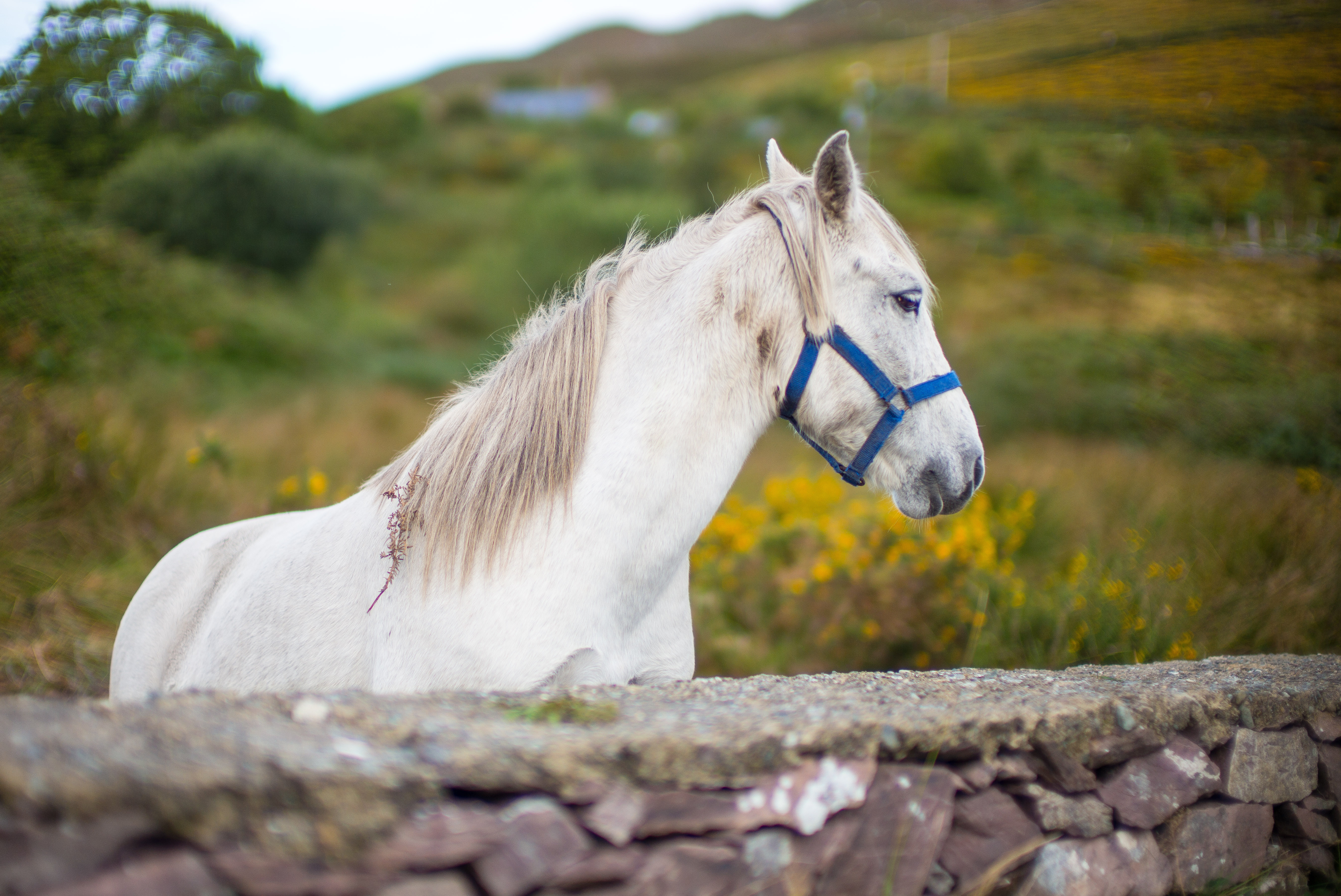 Kerry Ireland, near Caragh Lake