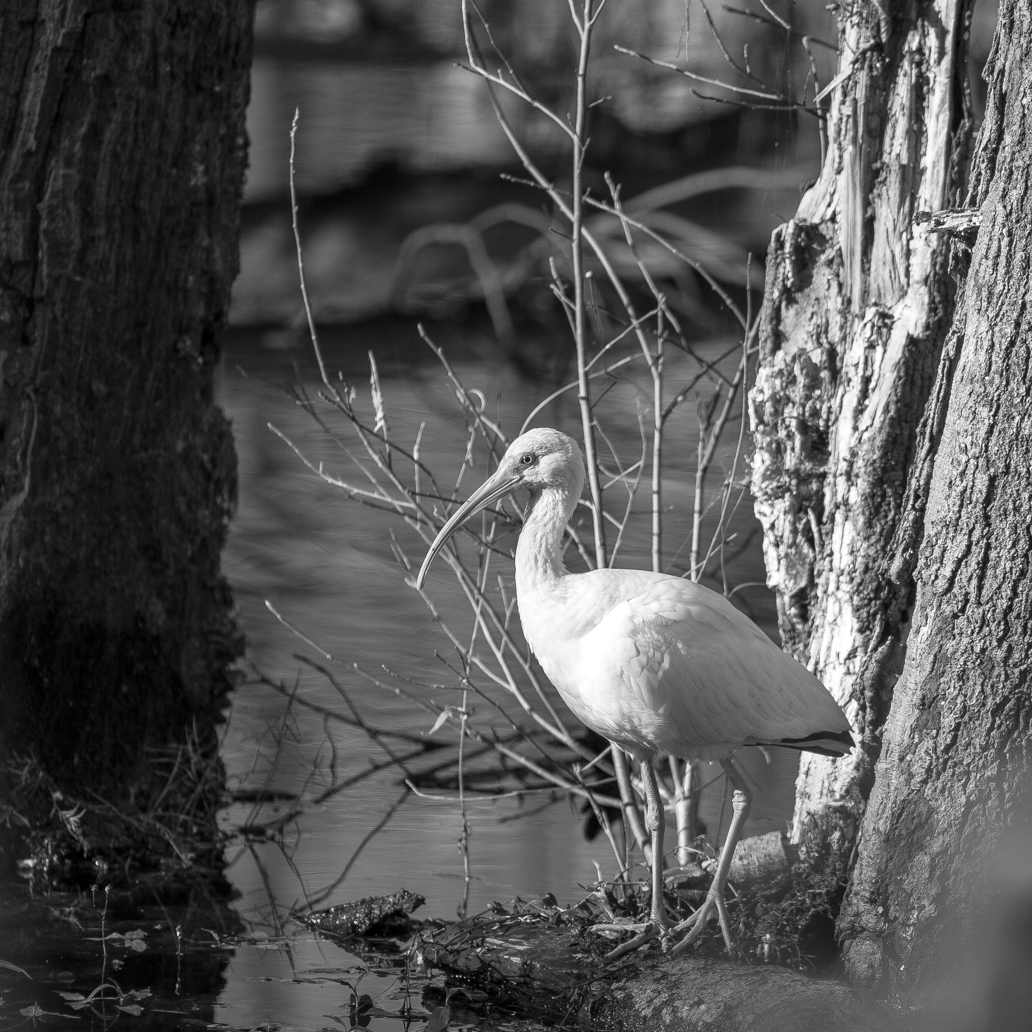 White IbisLeica M, Canon FD 200mm F2.8, ISO 250, f/2.8, 1/1000 sec