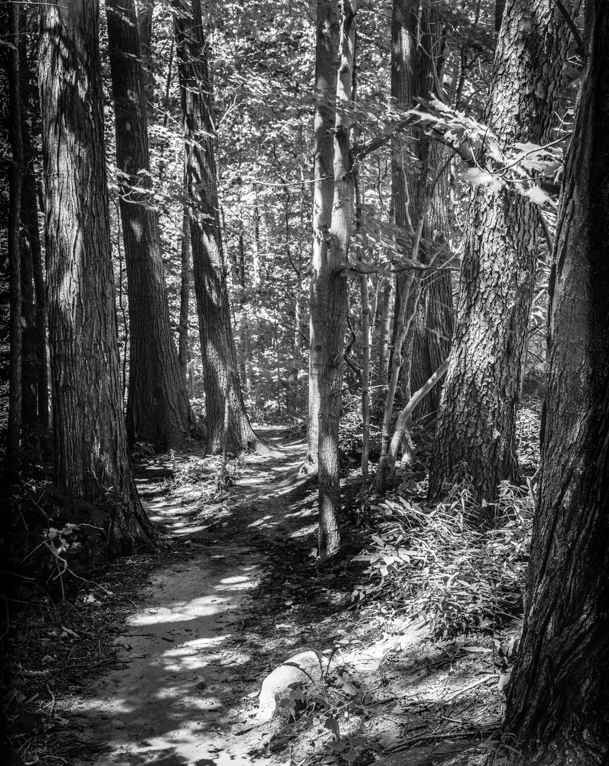 Path Through Trees