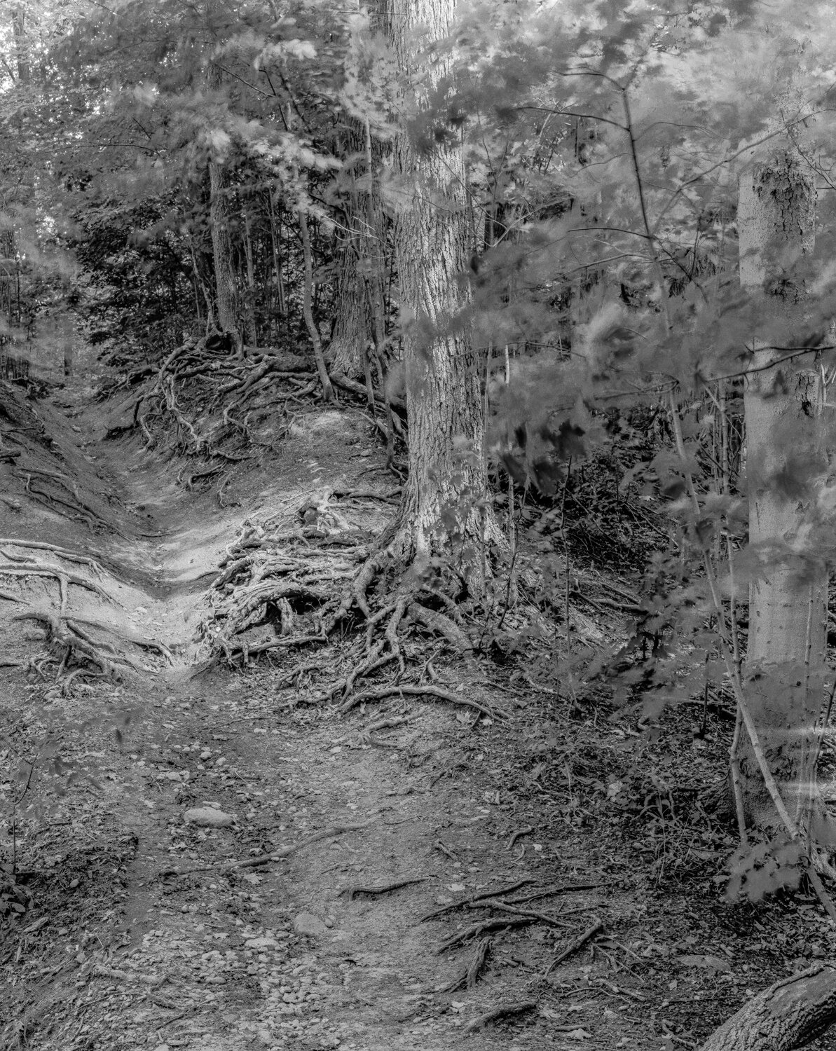 A Trail in Maple Valley Park