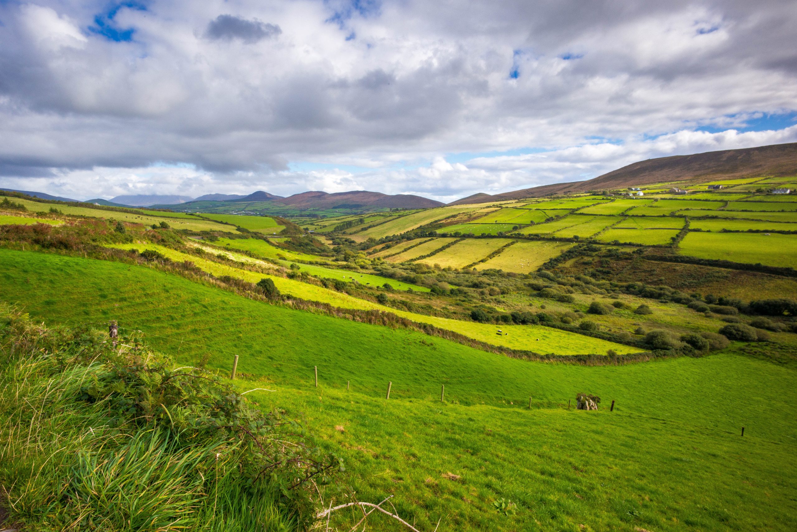 Green Fields