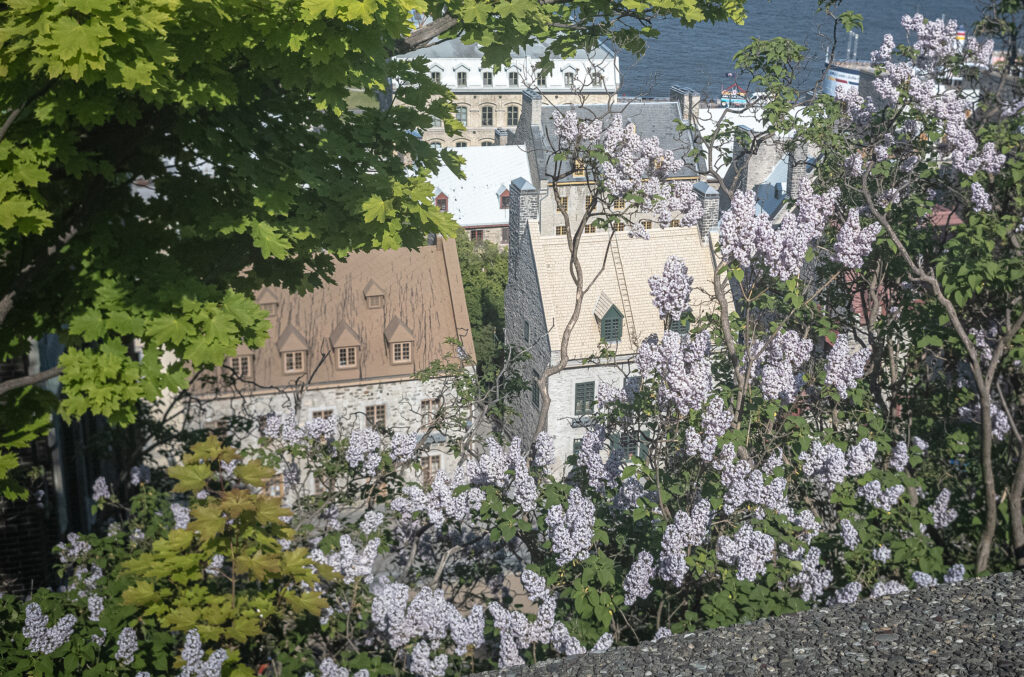 2023-05 Gaspe, Architecture, Building, Canada, Castle, Content, Dark, Forest, Nature, Other, Photography, Places, Plant, Projects, Quebec, Quebec City, Tree, Wood