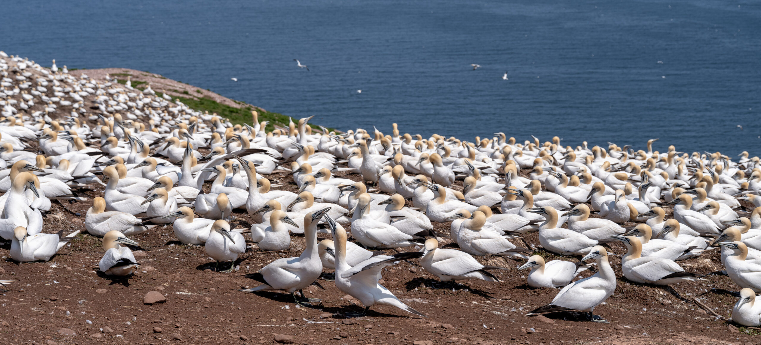 2023-05 Gaspe, Canada, Perce, Places, Projects, Quebec