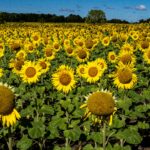 2023 Essays on Sunflowers