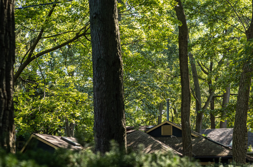 Content, Forest, Nature, Other, Plant, Tree, Wood