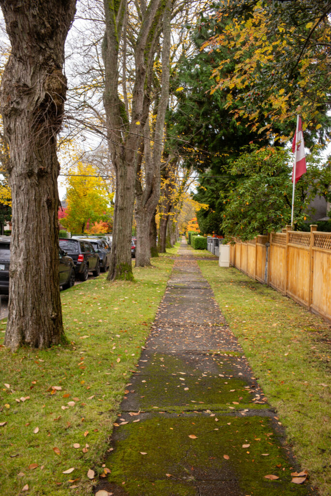 2023-11 Vancouver, BC, Canada, Content, Nature, Other, Places, Plant, Projects, Tree, Vancouver, W28th, Wood