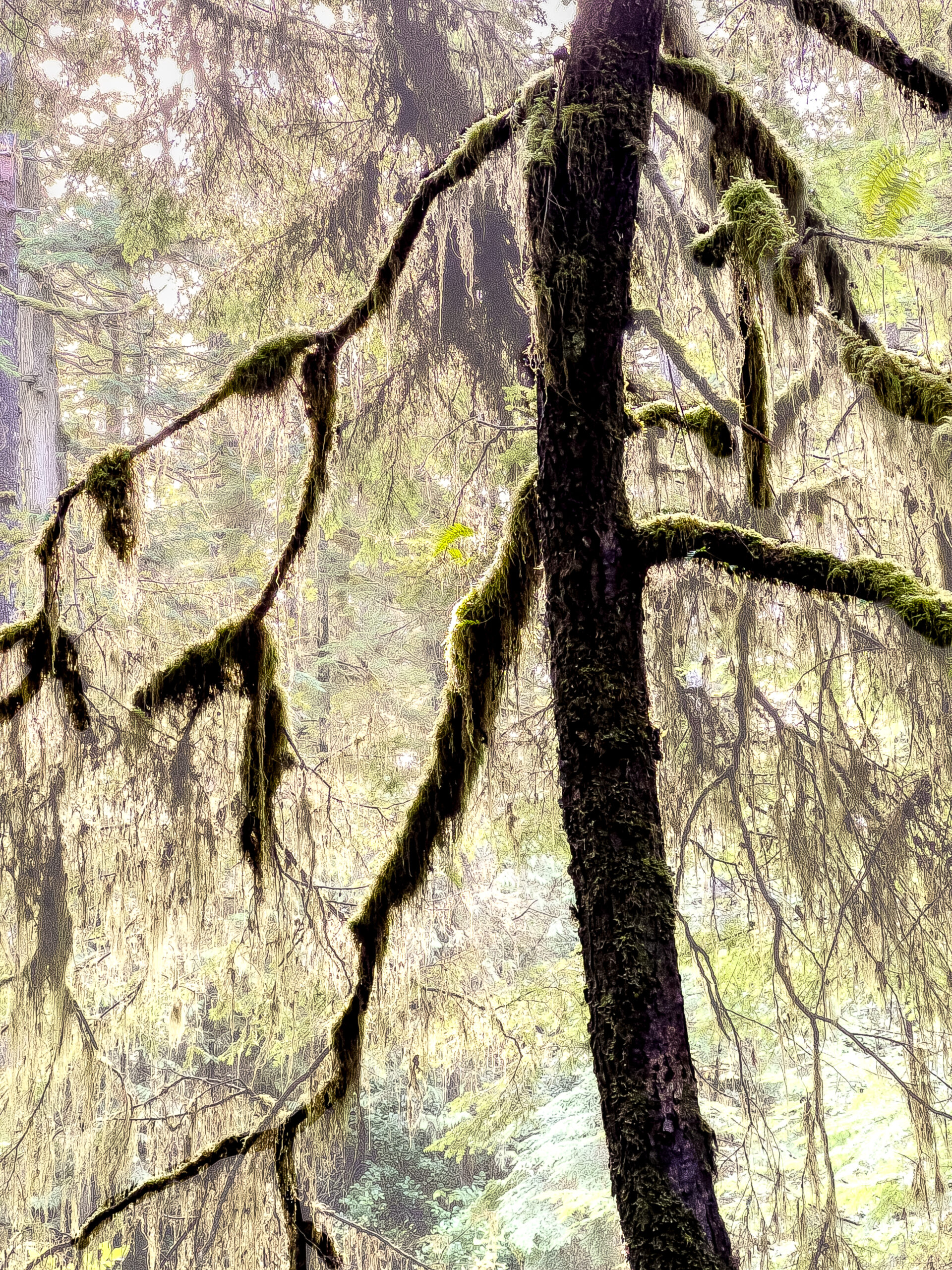 Tofino: The Forest