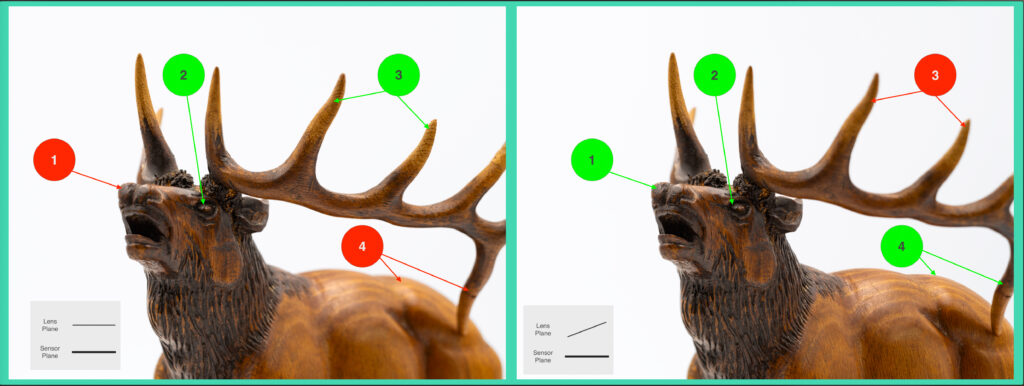 Animal, Herbivore, Mammal, Moose