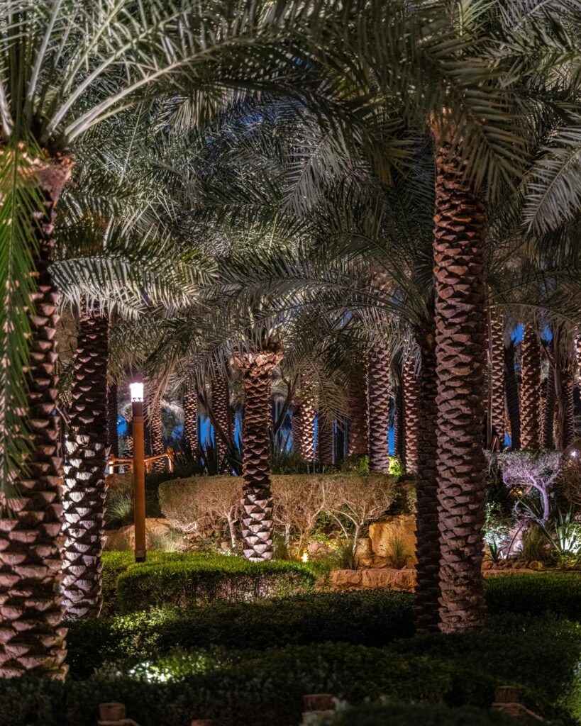 2024-02 Saudi Arabia, Nature, Palm Tree, Plant, Projects, Wood