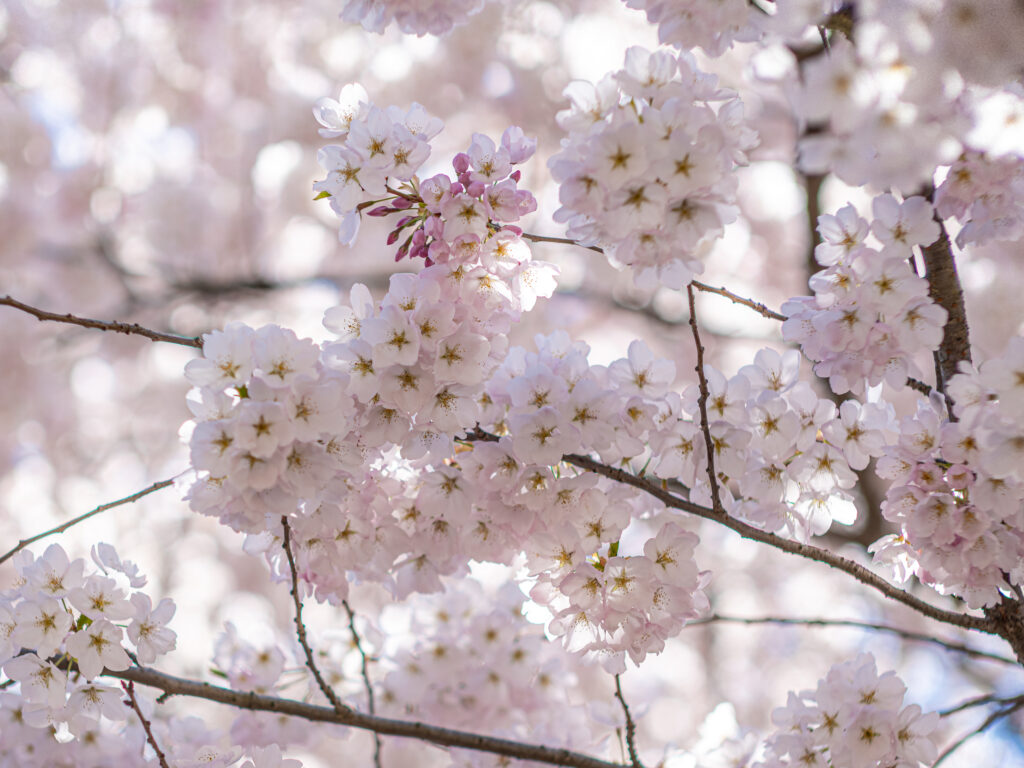 Blossom, Cherry, Cherry Blossom, Flower, Nature, Plant, Thing, Tree, Unsaturated, Wood