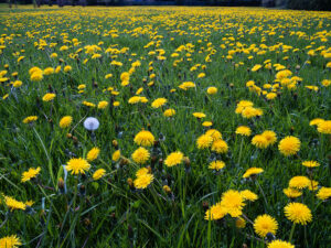 2023-12 The Landscape of Inequality, Dandelion, Field, Flower, Meadow, Nature, Plant, Projects