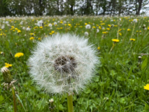 2023-12 The Landscape of Inequality, Colorful, Dandelion, Field, Flower, Meadow, Nature, Plant, Projects