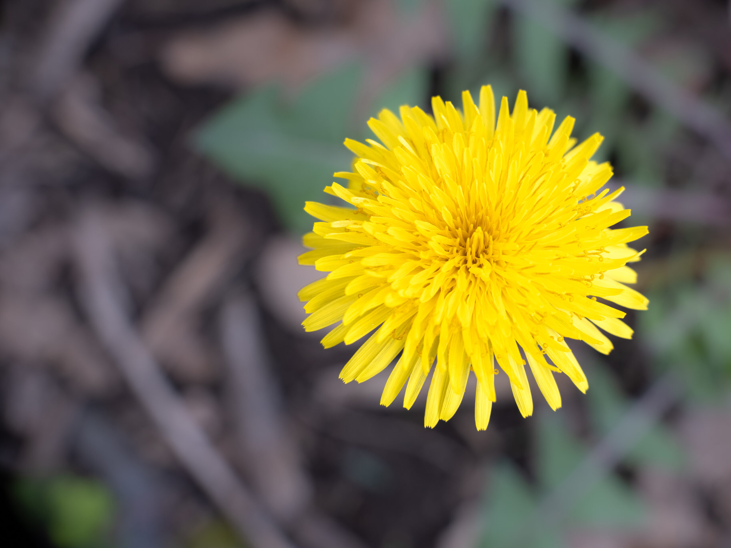 Dandelions