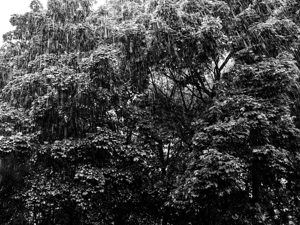 2024-08 Summer Days-Nights, Forest, Nature, Plant, Projects, Rain, Tree, Unsaturated